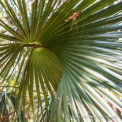 Palm tree on Ossabaw Island, Georgia