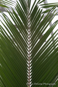 Palm leaf before