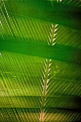 Palm leaf: Intersecting Lines